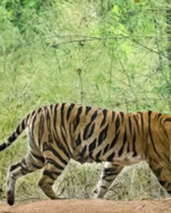 Beautiful kanha Tiger Reserve