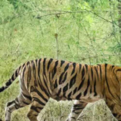 Beautiful kanha Tiger Reserve