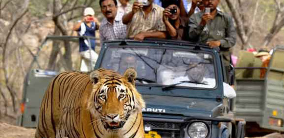 jim corbett national park