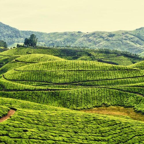 Kerala Tour 5 Nights 6 Days